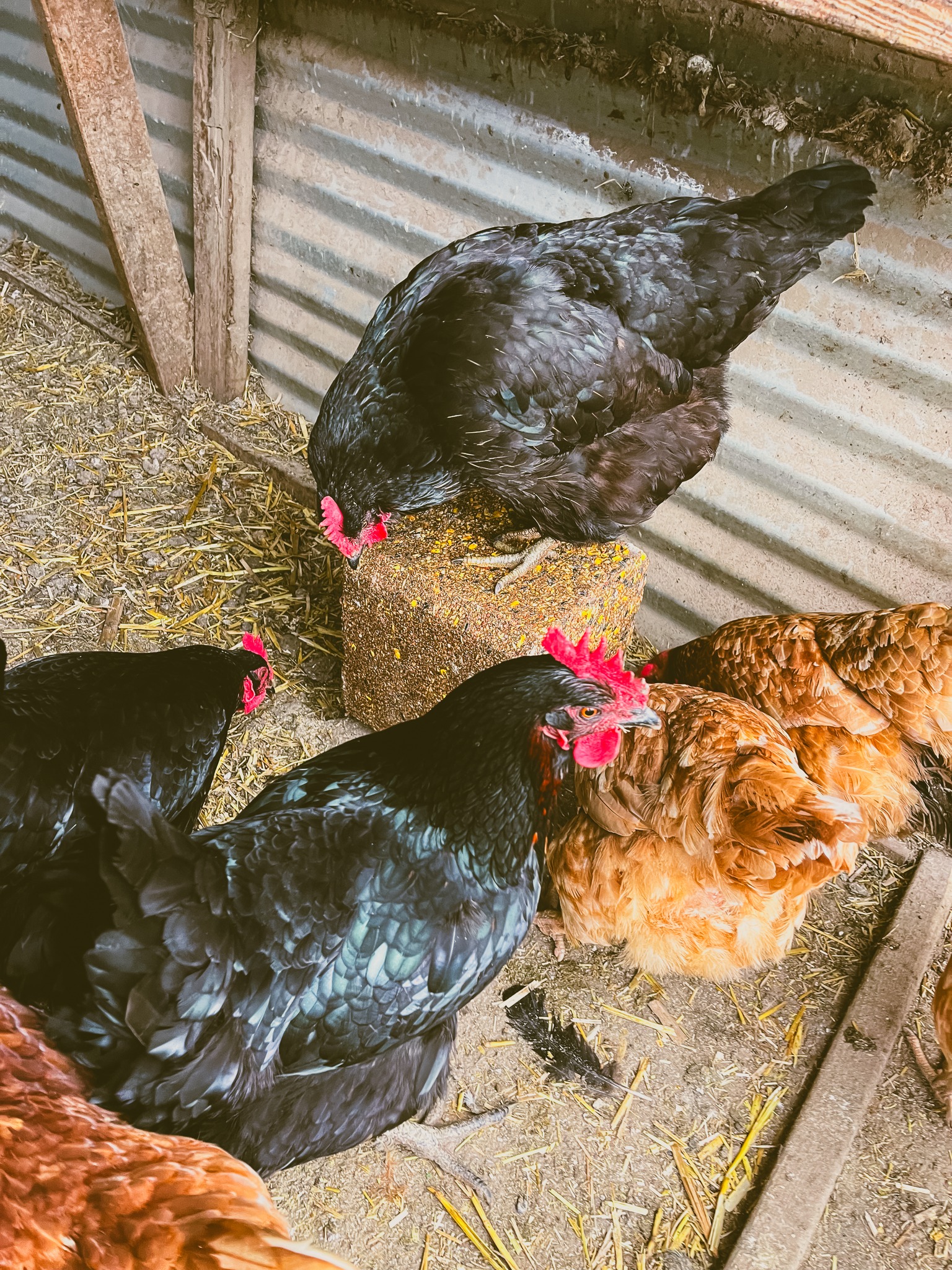 Happy Hens: Trying Kalmbach’s Premium Poultry Block